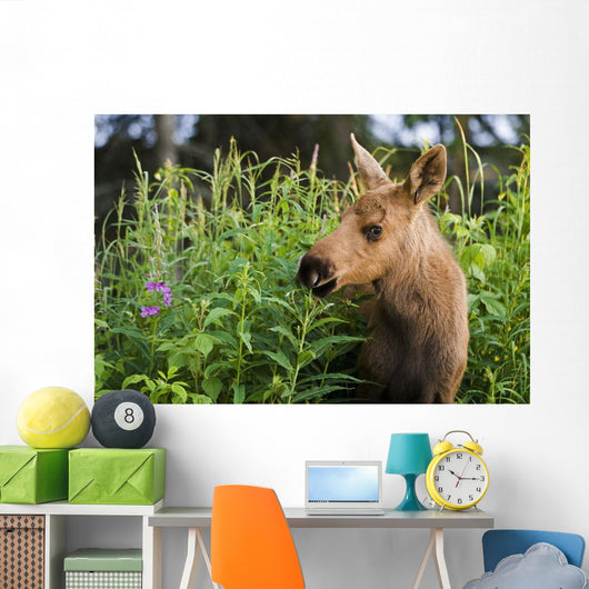 Young Moose Calf Standing Wall Mural