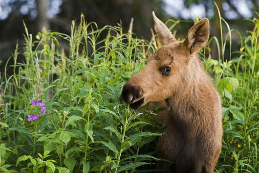 Young Moose Calf Standing Wall Mural