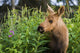 Young Moose Calf Standing Wall Mural