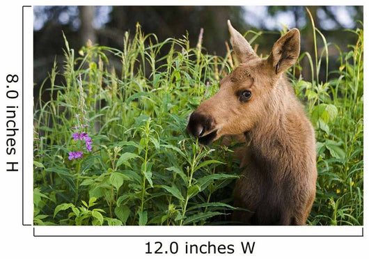 Young Moose Calf Standing Wall Mural