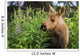 Young Moose Calf Standing Wall Mural