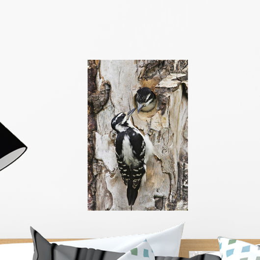 Juvenile Hairy Woodpecker Is Fed By The Adult Wall Mural