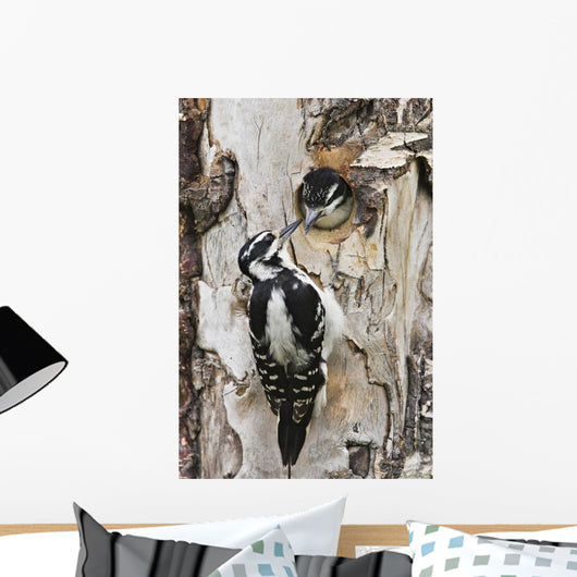 Juvenile Hairy Woodpecker Is Fed By The Adult Wall Mural
