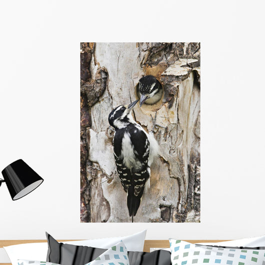 Juvenile Hairy Woodpecker Is Fed By The Adult Wall Mural