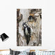 Juvenile Hairy Woodpecker Is Fed By The Adult Wall Mural