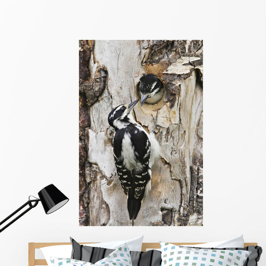 Juvenile Hairy Woodpecker Is Fed By The Adult Wall Mural