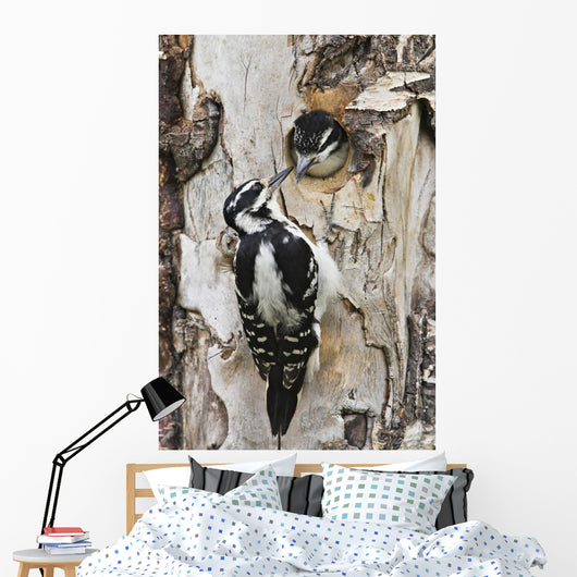Juvenile Hairy Woodpecker Is Fed By The Adult Wall Mural