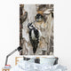 Juvenile Hairy Woodpecker Is Fed By The Adult Wall Mural