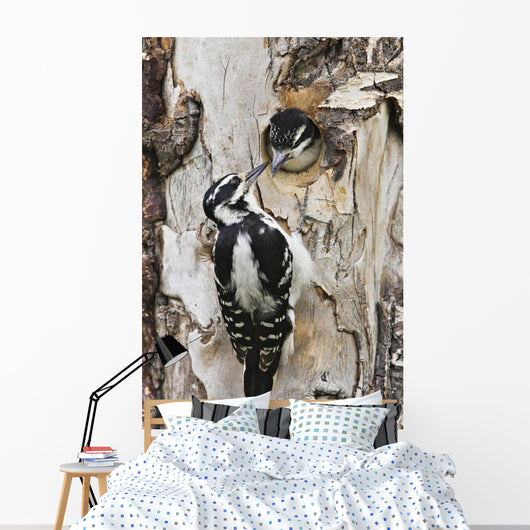 Juvenile Hairy Woodpecker Is Fed By The Adult Wall Mural