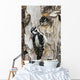 Juvenile Hairy Woodpecker Is Fed By The Adult Wall Mural