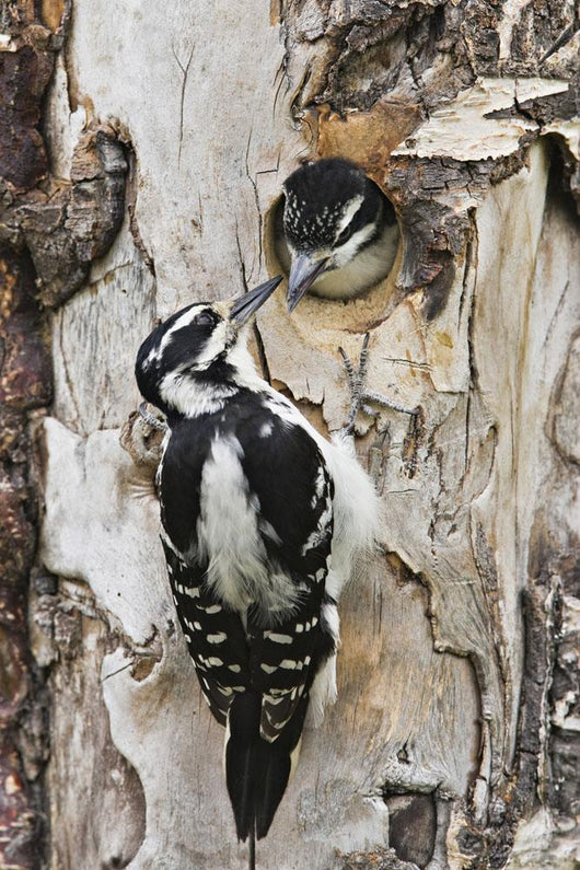 Juvenile Hairy Woodpecker Is Fed By The Adult Wall Mural
