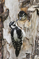 Juvenile Hairy Woodpecker Is Fed By The Adult Wall Mural