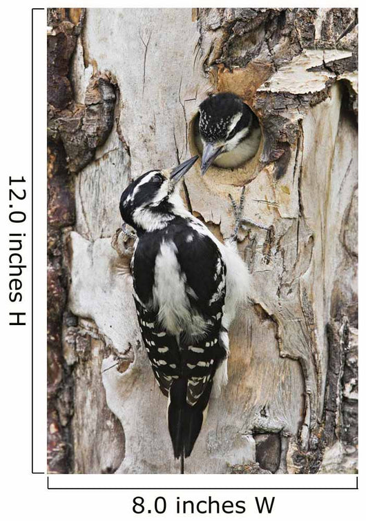 Juvenile Hairy Woodpecker Is Fed By The Adult Wall Mural