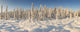 Panoramic View Of Snow-Covered Spruce Trees In Late Afternoon Sun Wall Mural