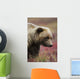 Close Up Portrait Of A Smiling Grizzly Bear In Denali National Park Wall Mural