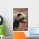 Close Up Portrait Of A Smiling Grizzly Bear In Denali National Park Wall Mural
