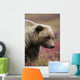 Close Up Portrait Of A Smiling Grizzly Bear In Denali National Park Wall Mural
