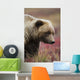 Close Up Portrait Of A Smiling Grizzly Bear In Denali National Park Wall Mural