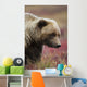 Close Up Portrait Of A Smiling Grizzly Bear In Denali National Park Wall Mural