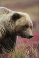 Close Up Portrait Of A Smiling Grizzly Bear In Denali National Park Wall Mural