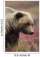 Close Up Portrait Of A Smiling Grizzly Bear In Denali National Park Wall Mural