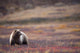 View Of A Grizzly Bear Standing In The Fall Tundra Wall Mural