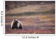 View Of A Grizzly Bear Standing In The Fall Tundra Wall Mural