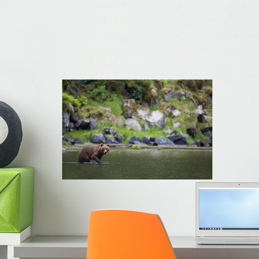Brown Bear Wades Through A Stream Looking For Salmon Wall Mural