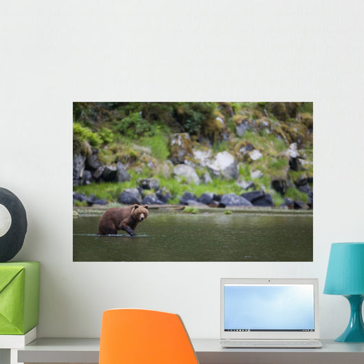 Brown Bear Wades Through A Stream Looking For Salmon Wall Mural