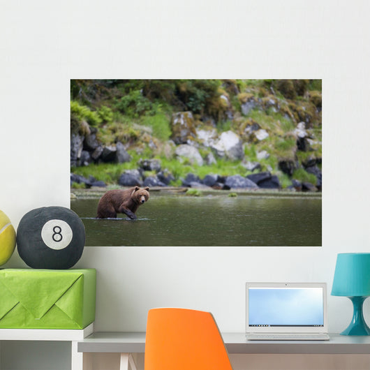 Brown Bear Wades Through A Stream Looking For Salmon Wall Mural