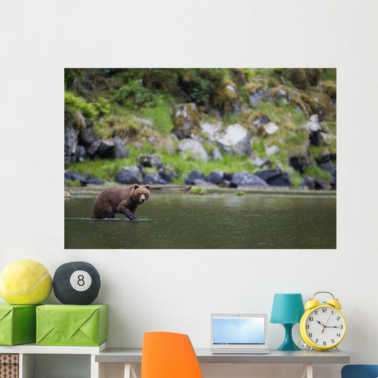 Brown Bear Wades Through A Stream Looking For Salmon Wall Mural
