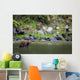 Brown Bear Wades Through A Stream Looking For Salmon Wall Mural
