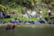 Brown Bear Wades Through A Stream Looking For Salmon Wall Mural