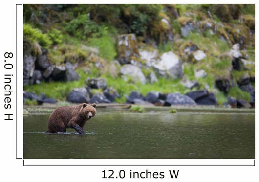 Brown Bear Wades Through A Stream Looking For Salmon Wall Mural