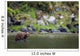 Brown Bear Wades Through A Stream Looking For Salmon Wall Mural