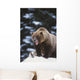 Brown Bear Standing In Snow And Yawning Wall Mural