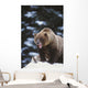 Brown Bear Standing In Snow And Yawning Wall Mural
