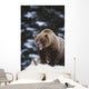 Brown Bear Standing In Snow And Yawning Wall Mural
