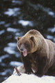 Brown Bear Standing In Snow And Yawning Wall Mural