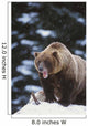 Brown Bear Standing In Snow And Yawning Wall Mural