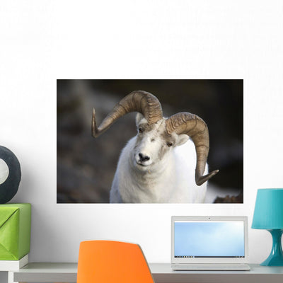 Portrait Large Ram during Wall Mural shown on a wall