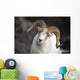 Portrait Of Large Ram During Winter Near Sheep Mountain Wall Mural