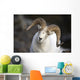 Portrait Of Large Ram During Winter Near Sheep Mountain Wall Mural