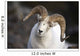 Portrait Of Large Ram During Winter Near Sheep Mountain Wall Mural