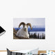 Dall Sheep Ram Bedded Down On Sheep Mountain Overlooking Kluane Lake Wall Mural