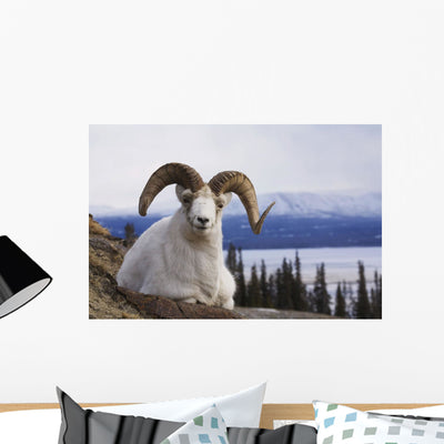 Dall Sheep Ram Bedded Wall Mural shown on a wall