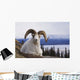 Dall Sheep Ram Bedded Down On Sheep Mountain Overlooking Kluane Lake Wall Mural