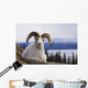 Dall Sheep Ram Bedded Down On Sheep Mountain Overlooking Kluane Lake Wall Mural