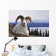 Dall Sheep Ram Bedded Down On Sheep Mountain Overlooking Kluane Lake Wall Mural