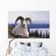Dall Sheep Ram Bedded Down On Sheep Mountain Overlooking Kluane Lake Wall Mural